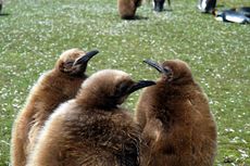 Königspinguin (82 von 84).jpg